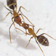 Ants Exchange Messages When They Make Out<em></em>